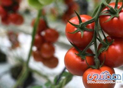 گوجه فرنگی خام؛ گیاه پرخاصیت روزهای گرم تابستان